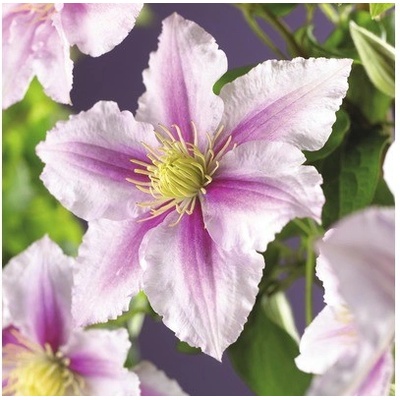 Plamienok FloraSelf Clematis Hybride 'Piilu' 50-70 cm kvetináč 2,3 l