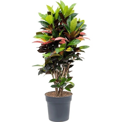 Croton (codiaeum) iceton 27x120 cm