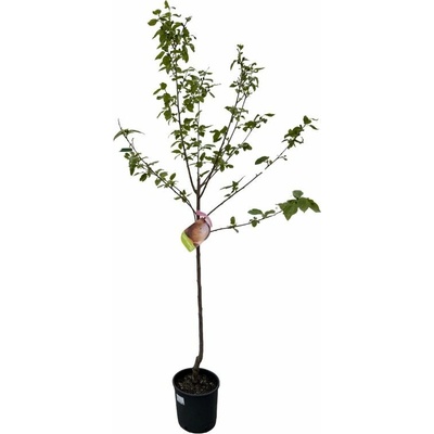 Hurmikaki Ragno na 80-100 cm kmienku, výška 160-200 cm, kvetináč 10 l