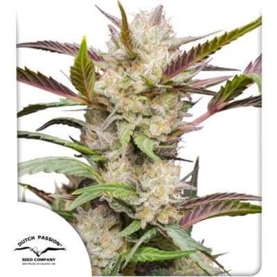 Dutch Passion Auto Mimosa Punch semena neobsahují THC 100 ks