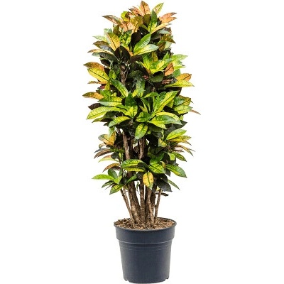 Croton (codiaeum) iceton 30x135 cm
