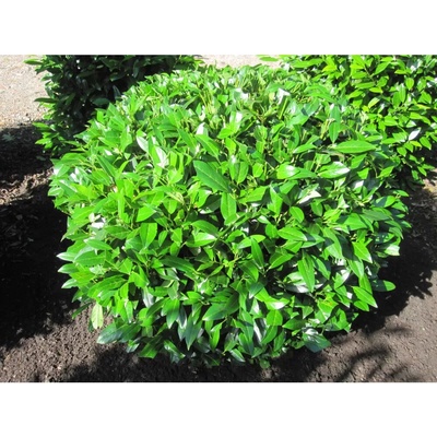 Prunus laurocerasus 'Herbergii' 40-60 cm VKR4L