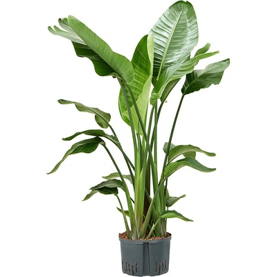 Strelitzia nicolai 3pp 28/19 v. 140 cm