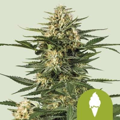 Royal Queen Seeds Green Gelato AUTO semienka neobsahujú THC 5 ks