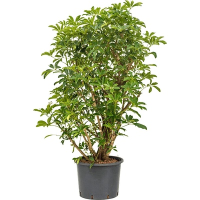 Schefflera arboricola compacta 35/28 výška 180 cm