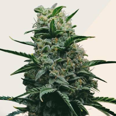 Kera Seeds California Nuggets semena neobsahují THC 5 ks