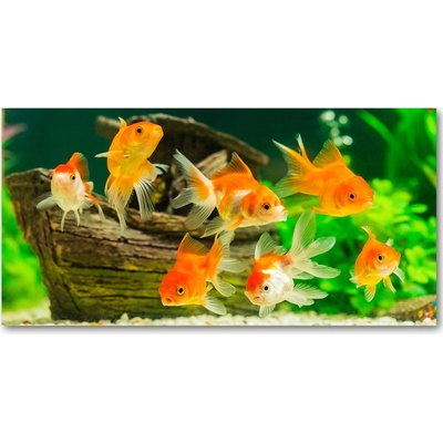 Foto obraz sklo tvrzené Zlaté rybky 100x50 cm