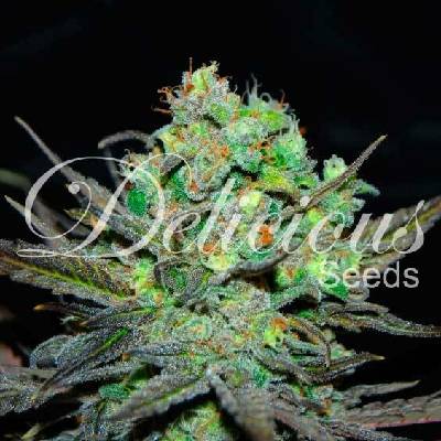 Delicious Seeds Eleven Roses semena neobsahují THC 3 ks