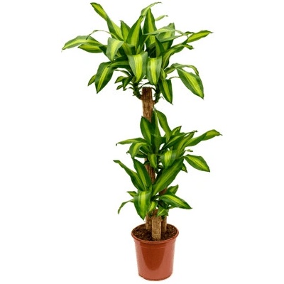 Dracaena fragrans massangeana Pots. 21x100 cm