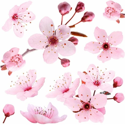 Crearreda Samolepicí dekorace WA M Cherry Blossom 54327 Kvetoucí třešňová větev 2 archy 31x31 cm – Zbozi.Blesk.cz