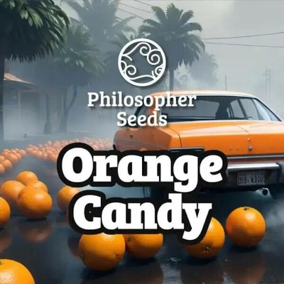 Philosopher Seeds Orange Candy (Naranchu) semena neobsahují THC 5 ks