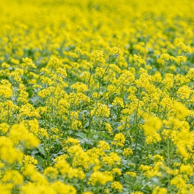 Semená horčice Agronas 1 kg