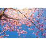 DIMEX ART Флизелинов фототапет дърво с розови цветя 375 x 250 см