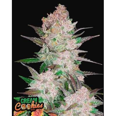 420 Fast Buds Cream Cookies AUTO semena neobsahují THC 5 ks