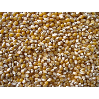 Les Fruits du Paradis Kukuřice na popcorn BIO 5 kg – Hledejceny.cz
