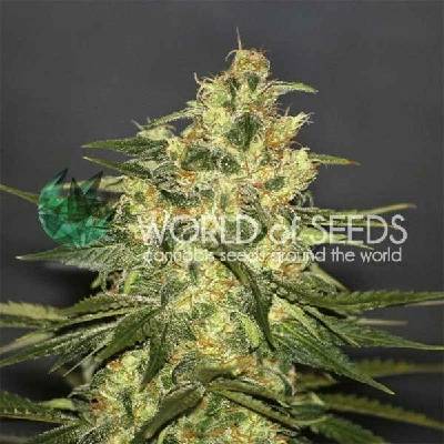 World of Seeds KETAMA REGULAR semena neobsahují THC 10Ks