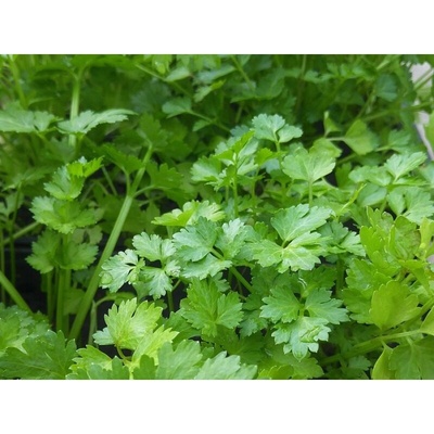 Planta Naturalis Semínka k výsevu - koriandr setý (Coriandrum sativum)