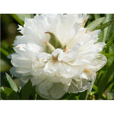 Pivoňka lékařská Alba Plena - Paeonia officinalis Alba Plena (kontejner C3)