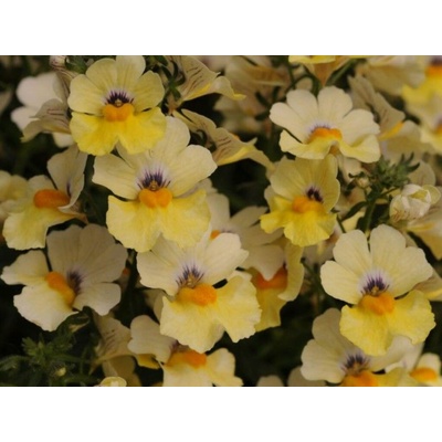 Nemézia Sunsatia Little Vanilla