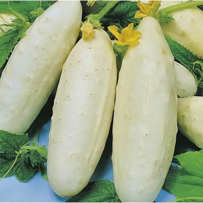 Seklos Краставица Бяло чудо White wonder