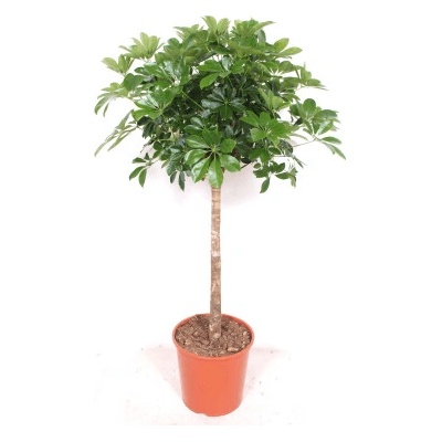 Schefflera arboricola Compacta 30x140 cm
