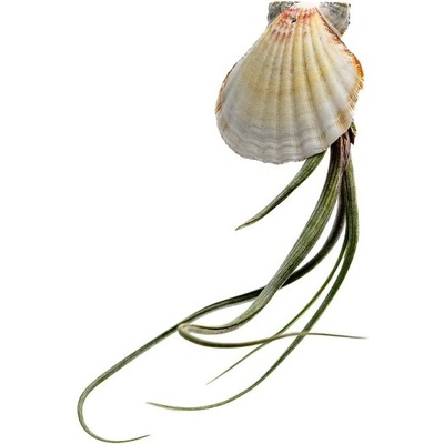 Gardners Mušle s Tillandsií Bailey Tillandsie, kykatka