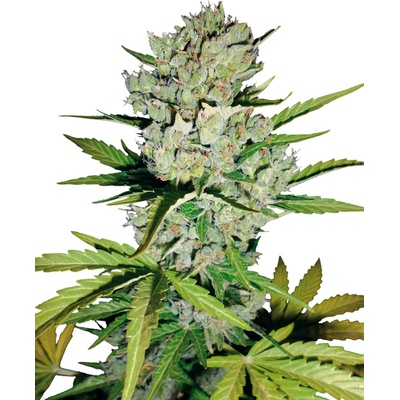 Sensi Seeds Super Skunkmatic semienka neobsahujú THC 5 ks