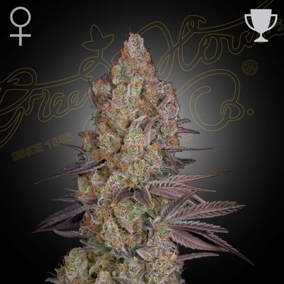 Green House Seeds Exodus Cheese semena neobsahují THC 3 ks