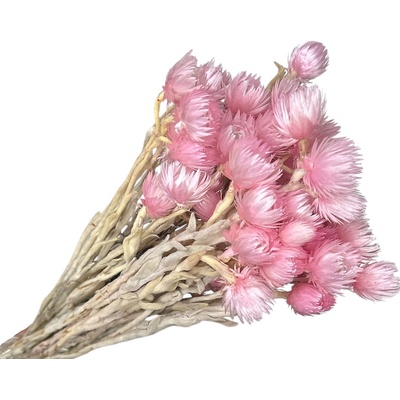 Sušené kvety slamienky Helichrysum Vestitum 50g - ružové