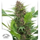 Dutch Passion Frisian Duck semena neobsahují THC 3 ks