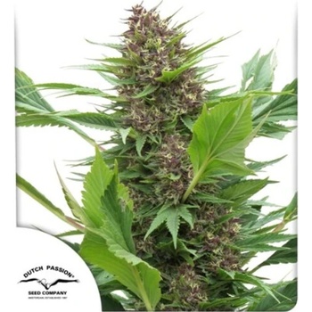 Dutch Passion Frisian Duck semena neobsahují THC 5 ks