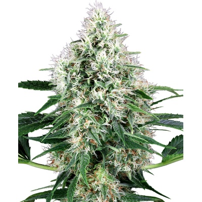 Sensi seeds Pure Power Plant Auto 0% THC Balenie: 3 ks