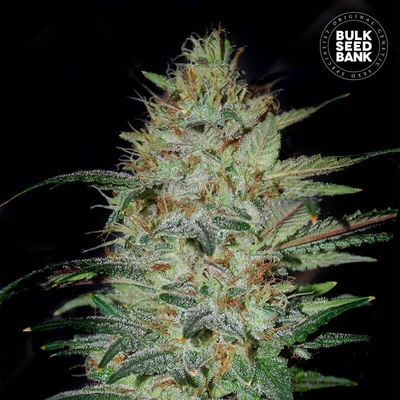 Bulk Seed Bank Sensible Star semienka neobsahujú THC 100 ks