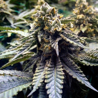 Humboldt Seed Organization Chocolate Mint OG 2.0 semena neobsahují THC 3 ks