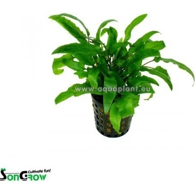 Cryptocoryne wendtii Green