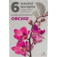 Admit Tea Lights Orchid 6 ks