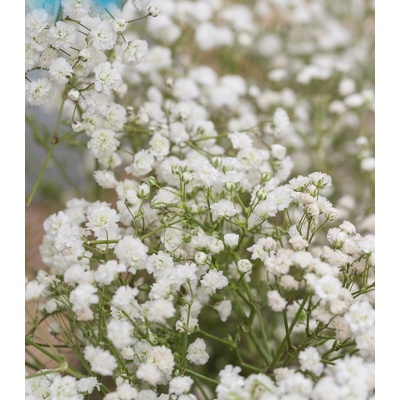 Šáter latnatý bílý Gypsophila paniculata prodej semen 150 ks