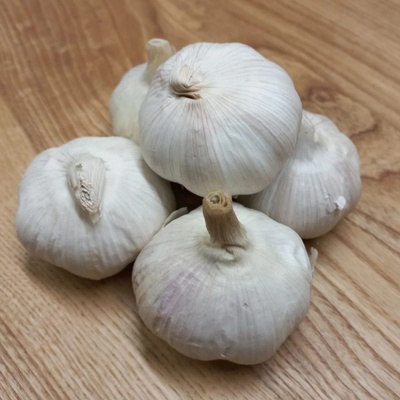 Sadbový česnek jarní Garpek - Allium - paličák - cibule česneku - 1 balení – Zboží Dáma