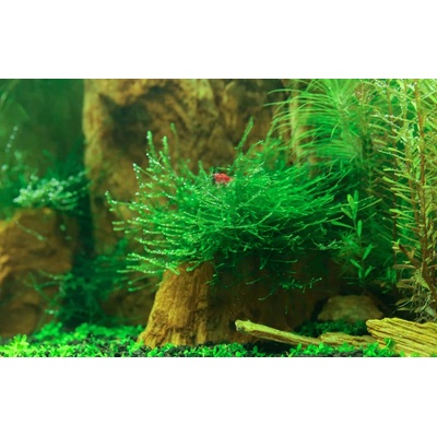 Taxiphyllum barbieri - Java Moss na kokosové korunce