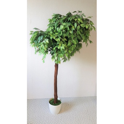 Fikus zelený atyp 190 cm