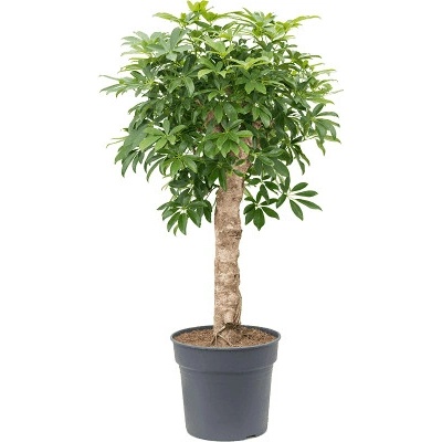 Schefflera arboricola "Compacta" 34x140 cm