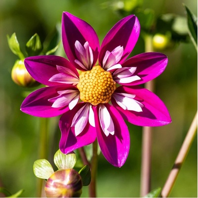 Georgína premenlivá Dandy zmes farieb - Dahlia Variabilis - semienka georgíny - 14 ks