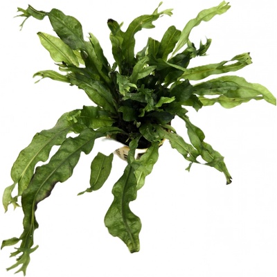 Microsorium pteropus Windelov