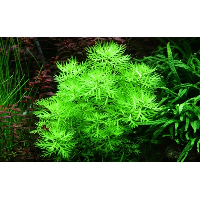 Hottonia palustris – Zboží Dáma