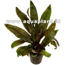 Akváriové rastliny Cryptocoryne wendtii 'Tropica'