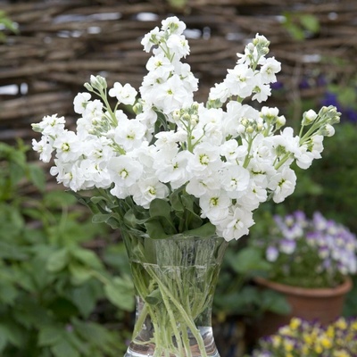 Fiala letná biela - Matthiola incana - semená fialy - 60 ks