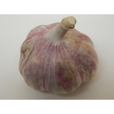 Český sadbový česnek Skalka počet v balení: 5-8 palic