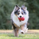 Kong Classic Granát XL 12,7 x 8,8 cm