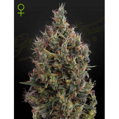 Green House Seeds Big Bang AUTO semena neobsahují THC 3 ks