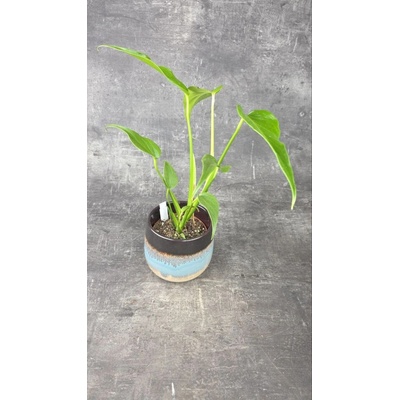 Monstera Burle Marx Flame 12 cm